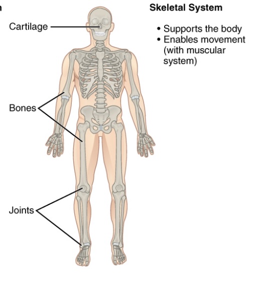 <p>bones</p><p>-contains: </p><ol><li><p>bones, </p></li><li><p>joints, </p></li><li><p>cartilage</p></li></ol><p>-function:</p><ol><li><p>give support;</p></li><li><p>enables movement (with muscular system);</p></li><li><p>storage (calcium - store calcium in bones and calcium gives you muscle contraction)</p></li></ol><p></p>