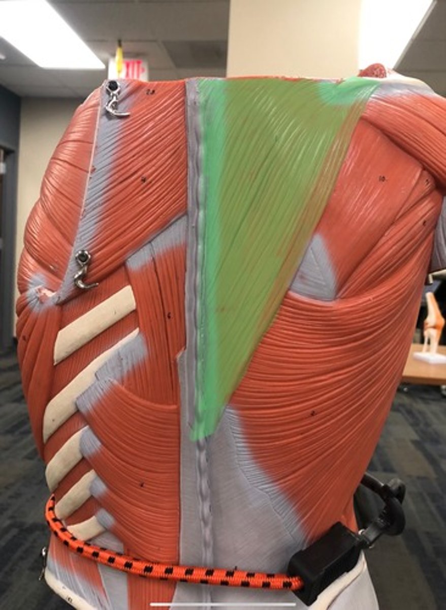 knowt flashcard image