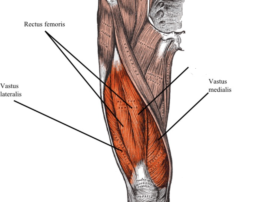 <p><span>part of the four quad muscles, located beneath the rectus femoris, close to the knee joint</span></p>