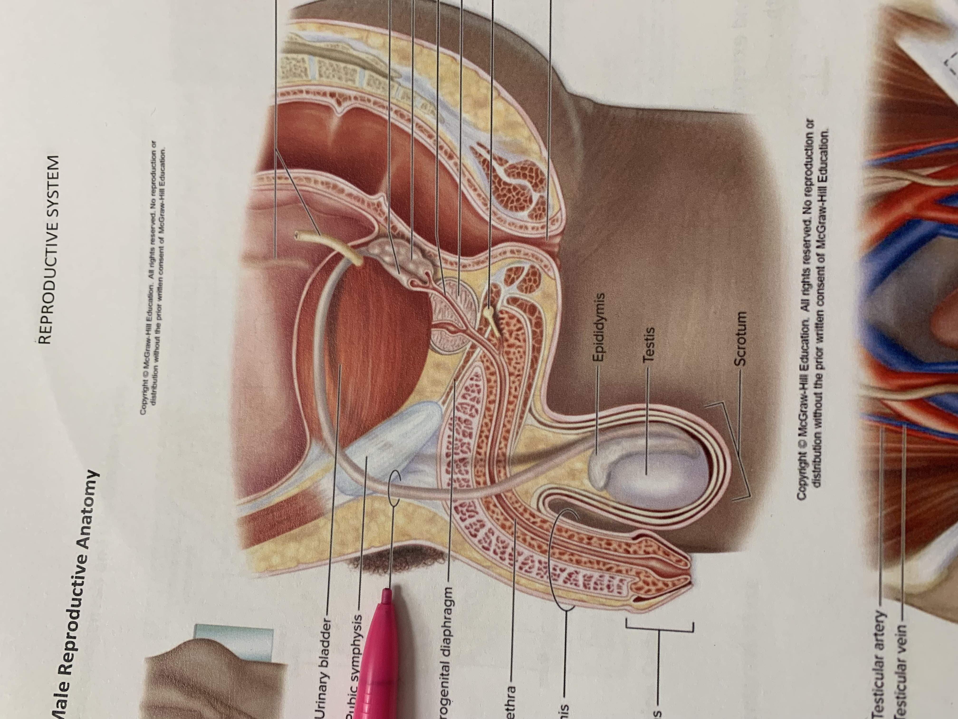 term image