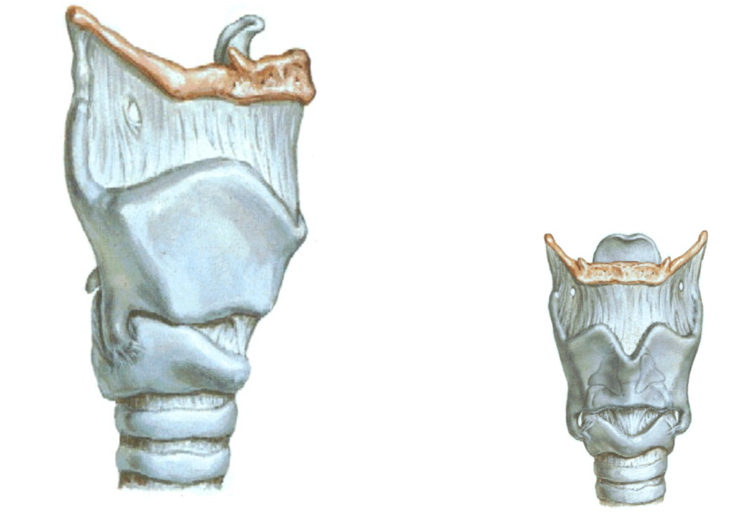 <p>What are<strong> key features</strong> of the thyroid cartilage?</p>