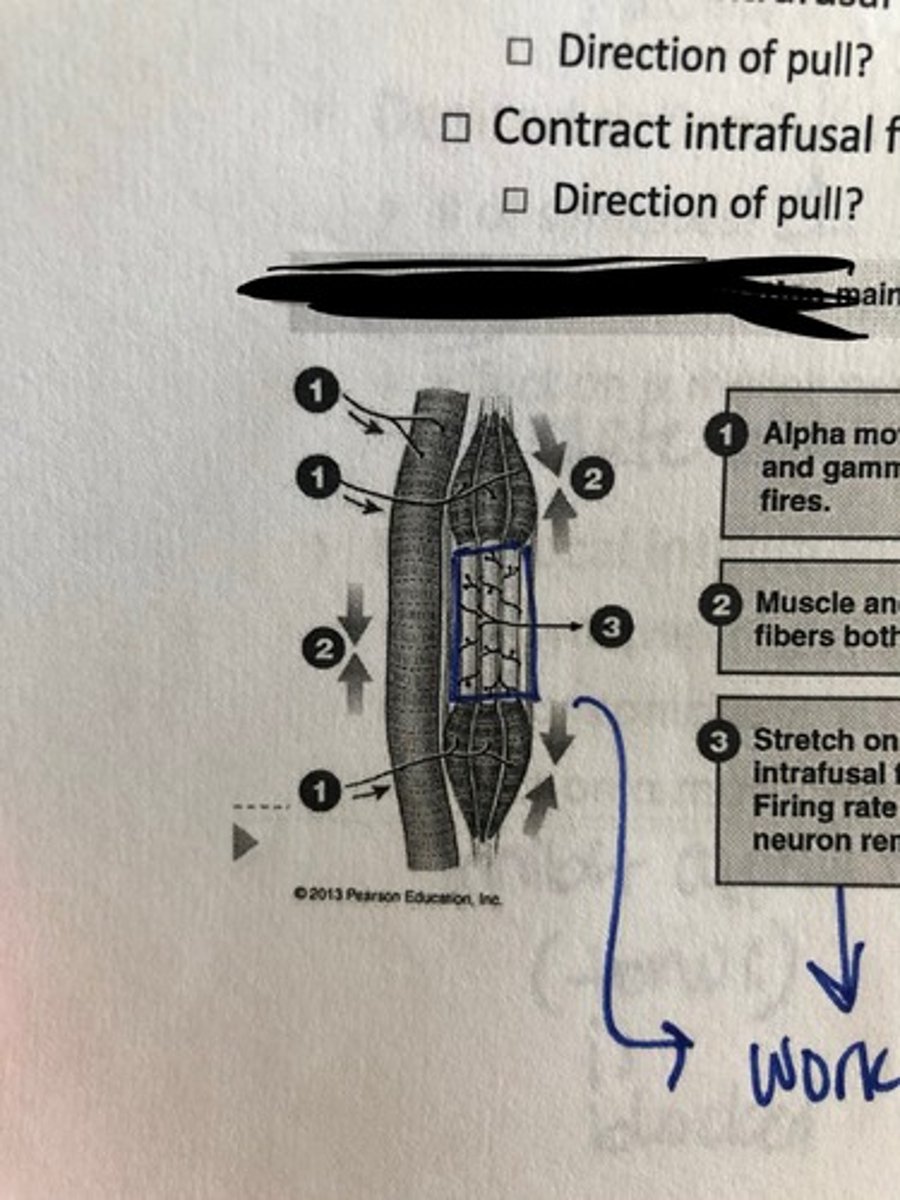 <p>Alpha and Gamma motor neurons both activated</p><p>- contraction of extrafusal fibers is to develop force</p><p>Direction of pull: towards center</p><p>- contraction of intrafusal fibers is to maintain shape of receptive area</p><p>Direction of pull: each end of the muscle spindle (the intrafusal fibers are also pulling towards its center.</p><p>* works together to keep muscle contracting</p>