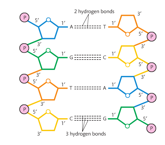 <p>Through a covalent bond to form a single strand of DNA or RNA</p><p>Bonds form between phosphate group of one nucleotide (5’ C has an -H) to the hydroxyl group (OH, attached to the 3’C) of another nucleotide. </p><p>Bonds and releases one water molecule </p><p>Forms a strong sugar phosphate backbone</p><p>Linking creates two ends, 5’ end with the phosphate group sticking out and 3’ end with the hydroxyl group sticking out</p><p></p>