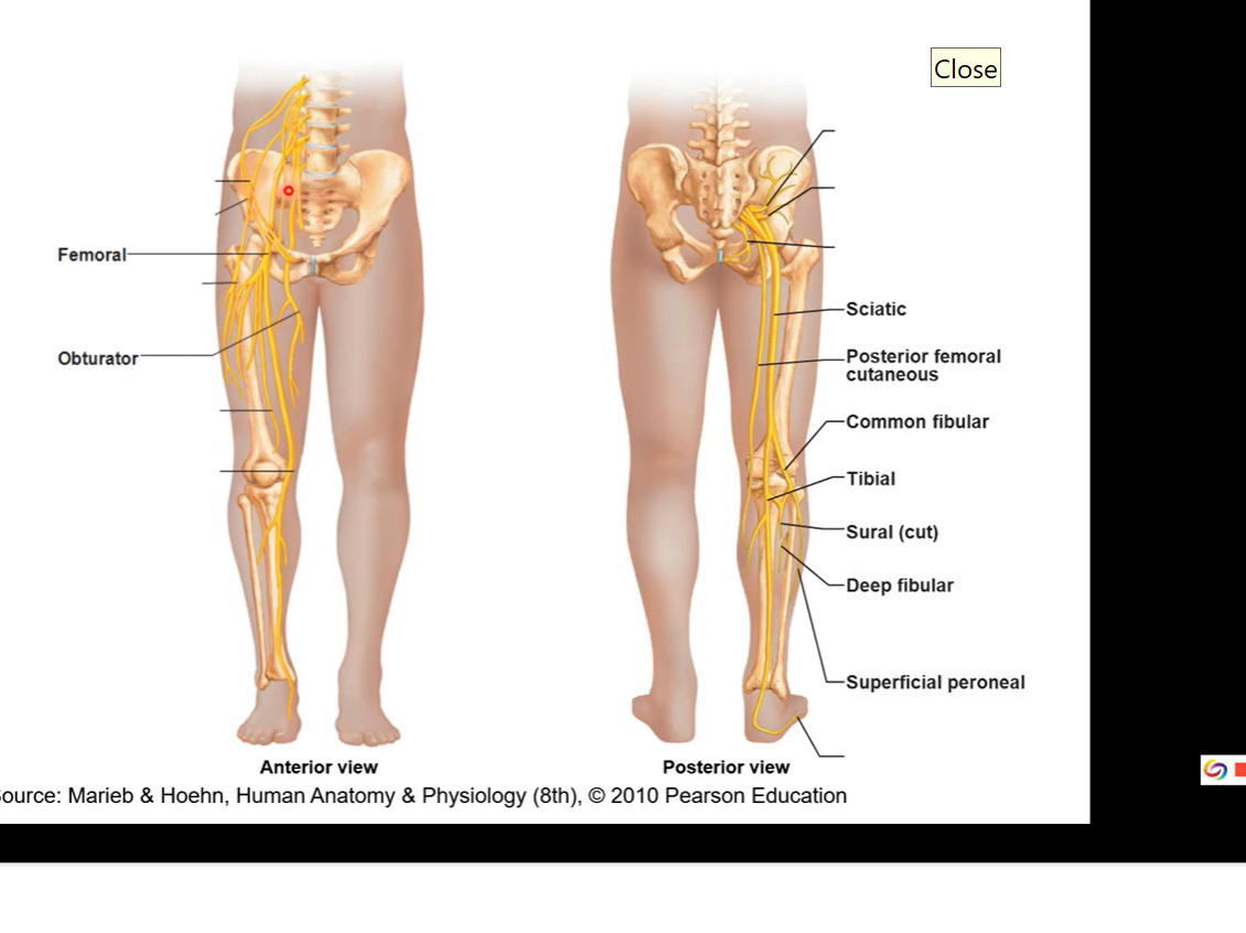 <ul><li><p>femoral and obturator come out of lumbar and sacral plexuses</p><ul><li><p>responsible for anterior thigh and medial thigh</p></li><li><p>obturator nerve travels through framing and then innervates into medial thigh specifically </p></li></ul></li></ul><p></p><ul><li><p>posterior side coming from sacral plexus is sciatic</p><ul><li><p>sciatic= bundle of 2 fibres. common fibular/ common peroneal nerve or tibial nerves </p></li></ul></li><li><p>fibular nerve also runs on posterior side of calf</p></li><li><p>superficial peroneal innervates superficial part of the leg</p></li></ul><p></p>