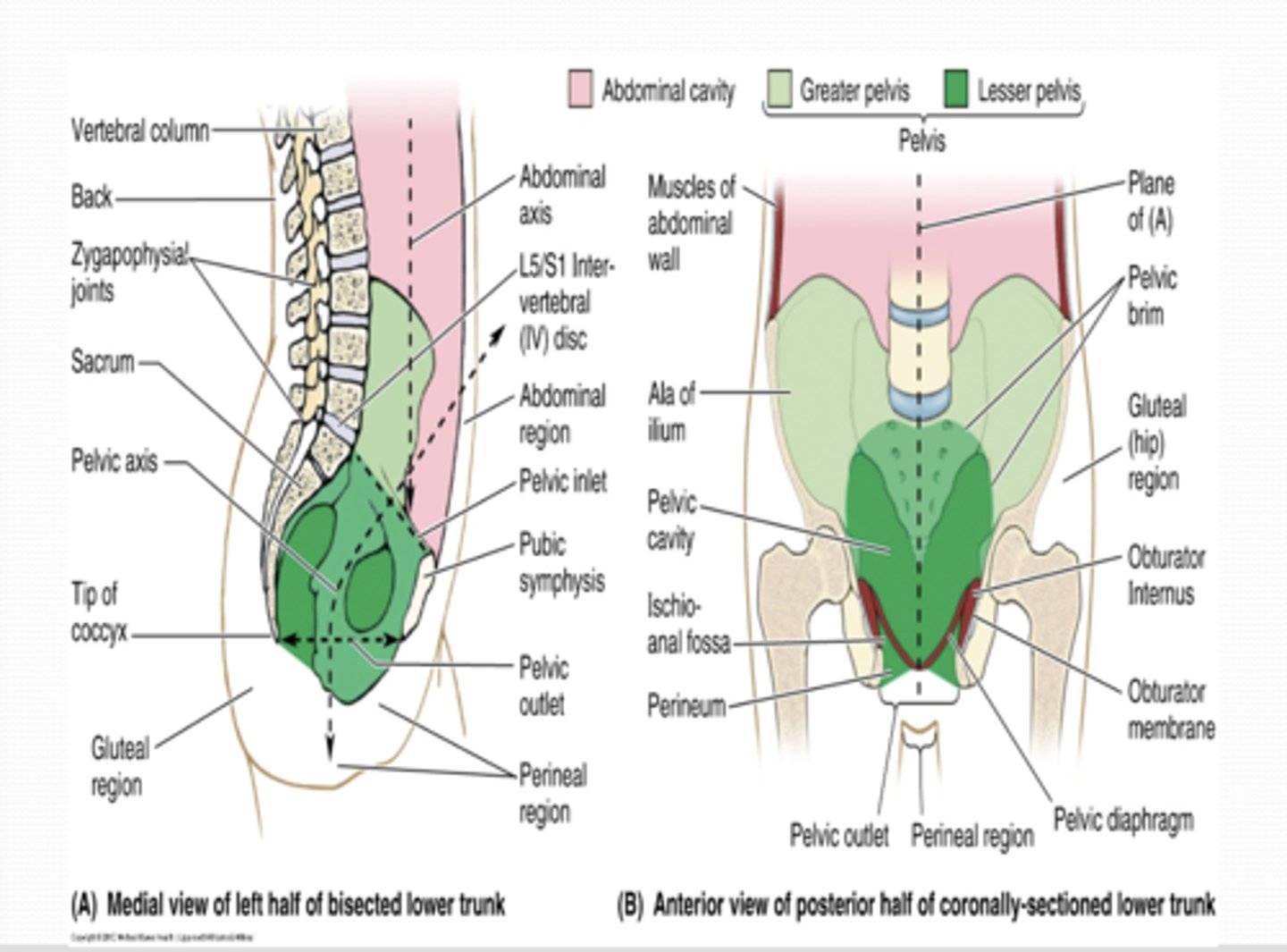 <p>What is the lesser pelvis surrounded by? what is it occupied by? </p>