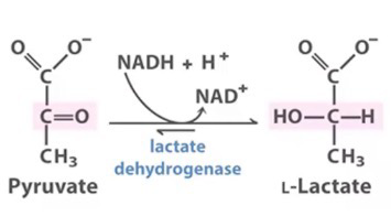 <p>Pyruvate + NADH + H<sup>+</sup> → L-Lactate + NAD<sup>+</sup>; certain parts of the body produces lactase for certain processes</p>