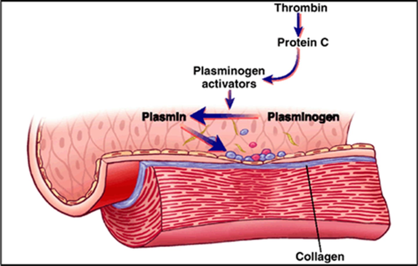 <p>What: The clot dissolves (fibrinolysis)</p><p>Why: Tissue plasminogen activator (tPA) released by the injured tissues --> converts plasminogen to plasmin --> digests the fibrin strands</p>