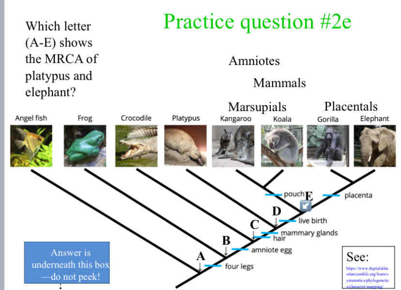 <p>Practice Question (MRCA) - Which letter (A-E) shows the MRCA of platypus and elephant?</p>