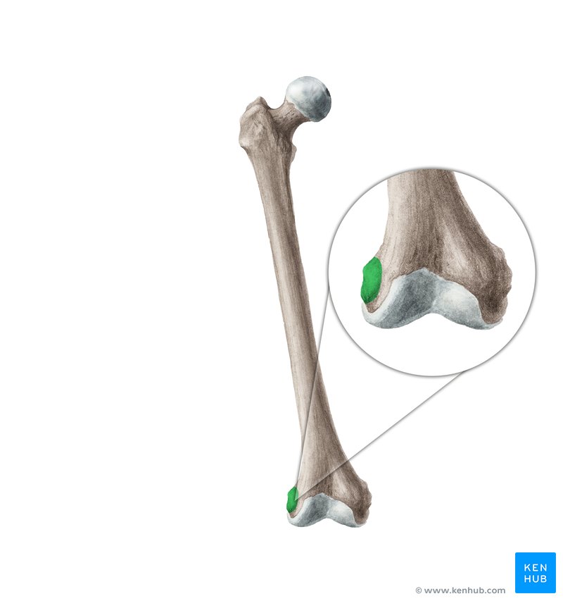 <p>Raised, roughened area of the Femur located on the lateral side of the Lateral Condyle</p>
