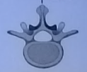 <ul><li><p>Located at the lower back</p></li><li><p>5 vertebrae</p></li><li><p>large and heavy</p></li><li><p>largest body, small foramen</p></li><li><p>thick and broad&nbsp;</p></li><li><p>supports body weight, allows bending&nbsp;</p></li></ul><p></p>