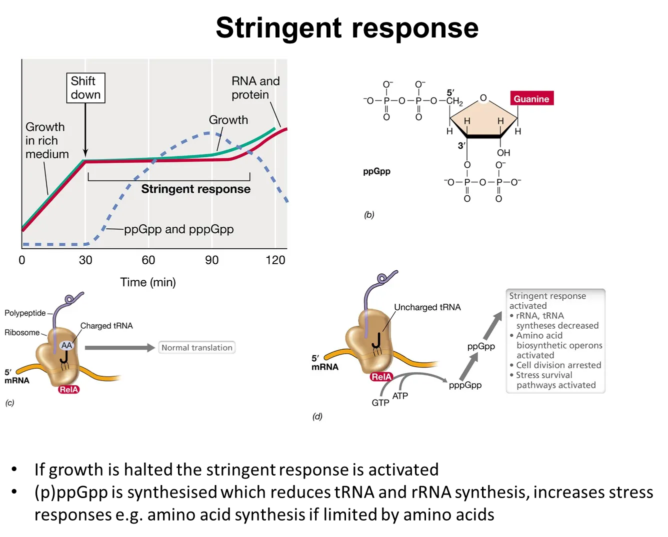 <ul><li><p>bacteria have to respond to nutrient limitations and stressors</p></li><li><p>if growth slows, the <strong>stringent response </strong>is activated</p></li><li><p>here, <strong>charged tRNAs are not used in translation </strong>(because there aren’t enough amino acids to charge them)</p></li><li><p>this causes the <strong>relA protein</strong> to produce <strong>tetraphosphate guanosine</strong>, which binds to<strong> RNA polymerase</strong> and changes its <strong>promoter preference</strong></p></li><li><p><strong>this shifts gene expression to activate stress and survival pathways </strong>to adapt to the environment eg. decreasing translation, increasing amino acid biosynthesis, stopping cell division </p></li></ul><p></p>