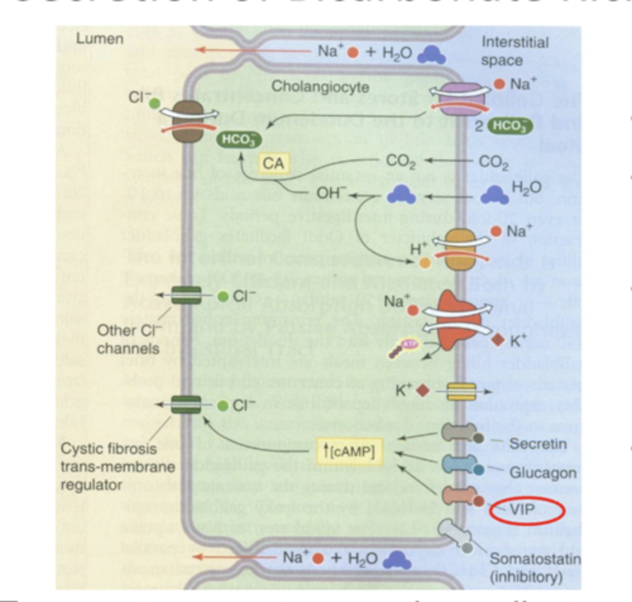 <p>b/c cholangiocytes (bile duct cells) secrete bicarbonate rich fluid into bile </p><p>*HCO3- enters cell at basolateral membrane via Na+/HCO3- cotransporter + CO2 diffuses into cell --&gt; CO2 converted to HCO3- via carbonic anhydrase --&gt; HCO3- exits cell at apical membrane via HCO3-/Cl- exchanger </p><p>-Cl- recycles through a Cl- channel**</p><p>*transporters create osmotic gradients w/in bile canalicu;ar lumen that provide the driving force for movement of fluid into the lumen via aquaporins </p>