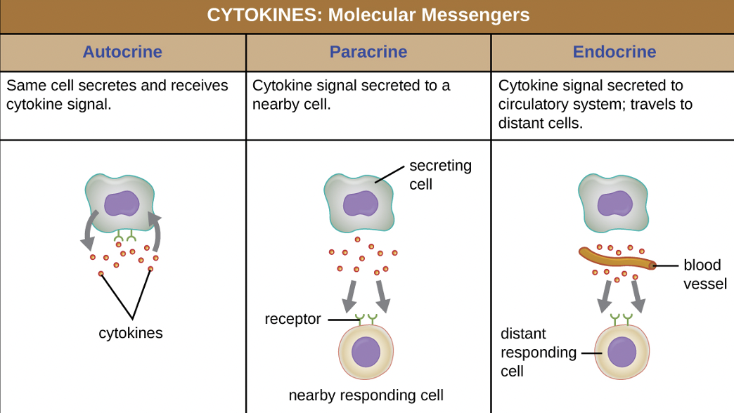 <p>cytokine signal secreted to circulatory system; travels to distant cells (roundtrip)</p>