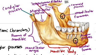 <p>Separates the coronoid and condylar processes</p>