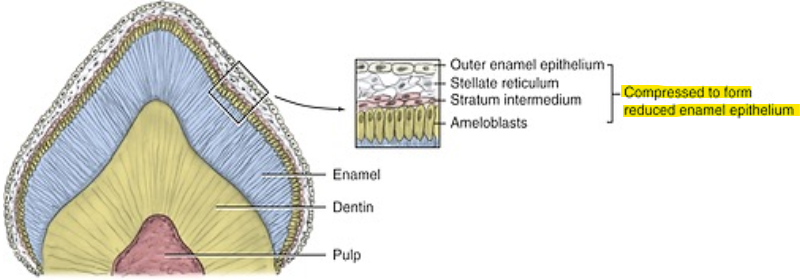 <p>REE is a thin membrane on the entire surface of the crown that acts to protect the enamel until the tooth is ready to erupt. </p>