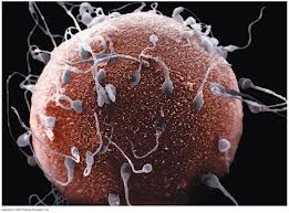 The type of cell in a living organism is a reproductive cell/specialized sex cell. It is also called a "germ cell" or an "egg" or "sperm."