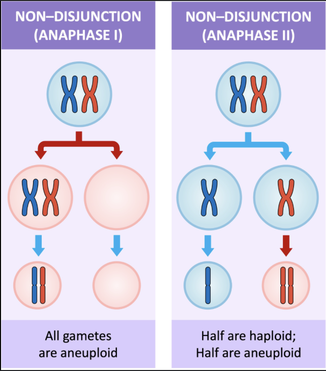 <p>when sister chromatids/homologous pairs don’t separate properly during anaphase, results in aneuploidy </p>