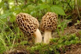 <p>Which fungi is this?</p>
