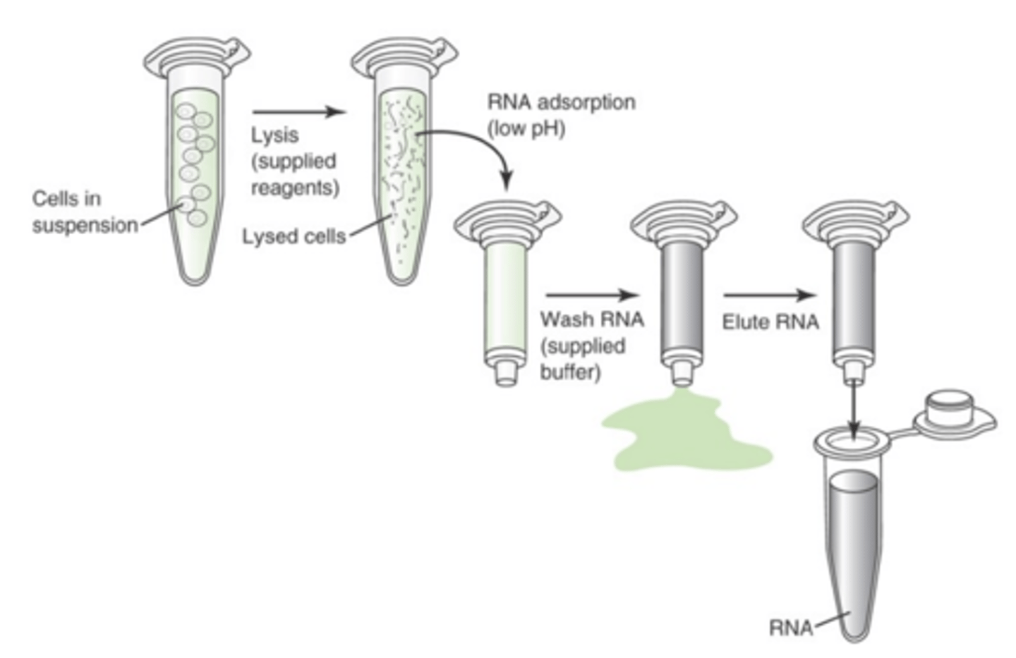 <p>1 million eukaryotic 11-50 mg of tissue will yield 10 micrograms of RNA (depends on factors such as which type of tissue and paraffin.</p>