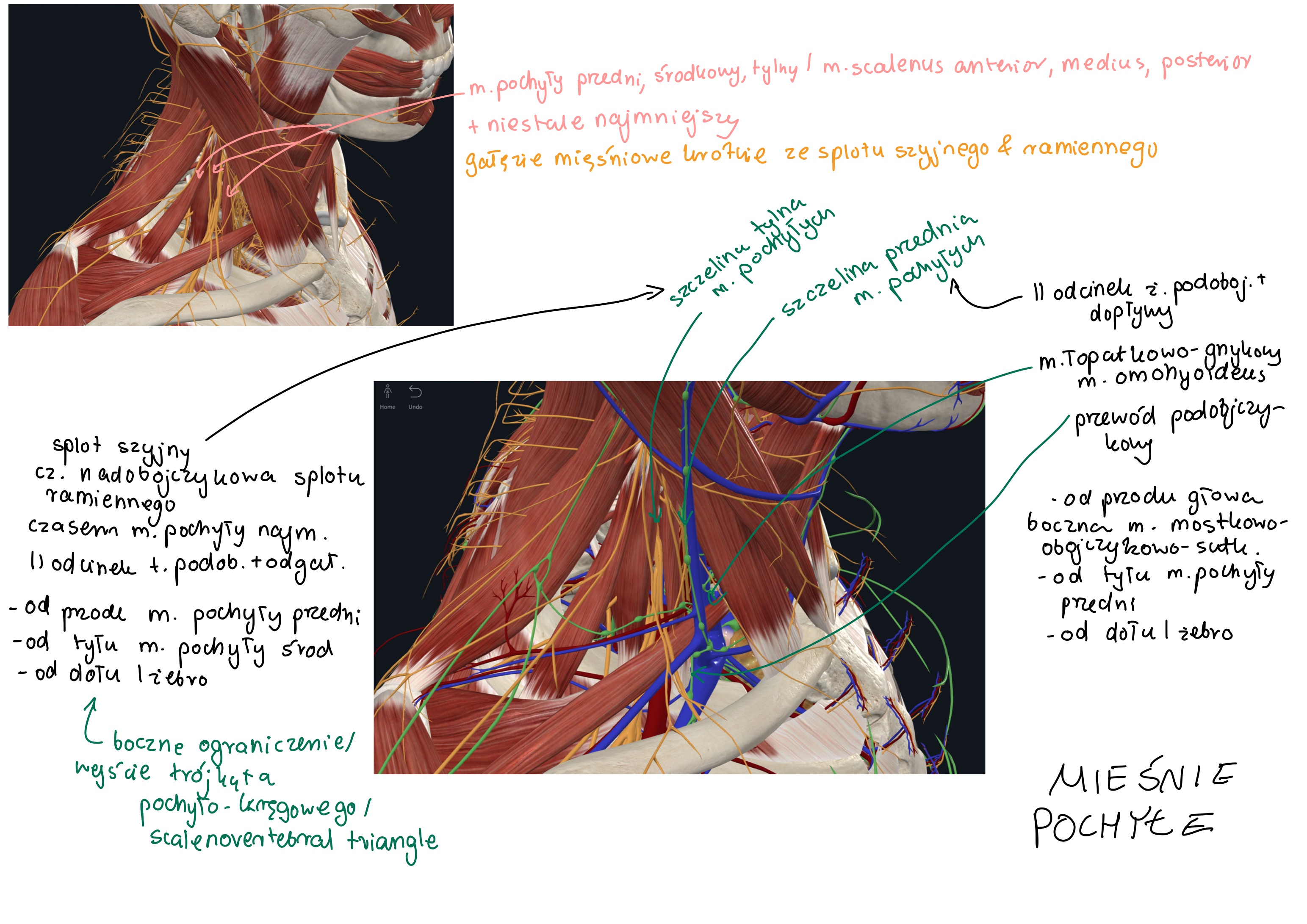 <ul><li><p>splot szyjny / cervical plexus</p></li><li><p>część&nbsp;nadobojczykowa splotu ramiennego / supraclavicular portion of brachial plexus</p></li><li><p>m. pochyły najmniejszy (niestały)</p></li><li><p>II odcinek t. podobojczykowej z odgałęzieniami </p></li></ul><p></p><p>stanowi wejście do trójkąta pochyło-kręgowego</p><p></p>
