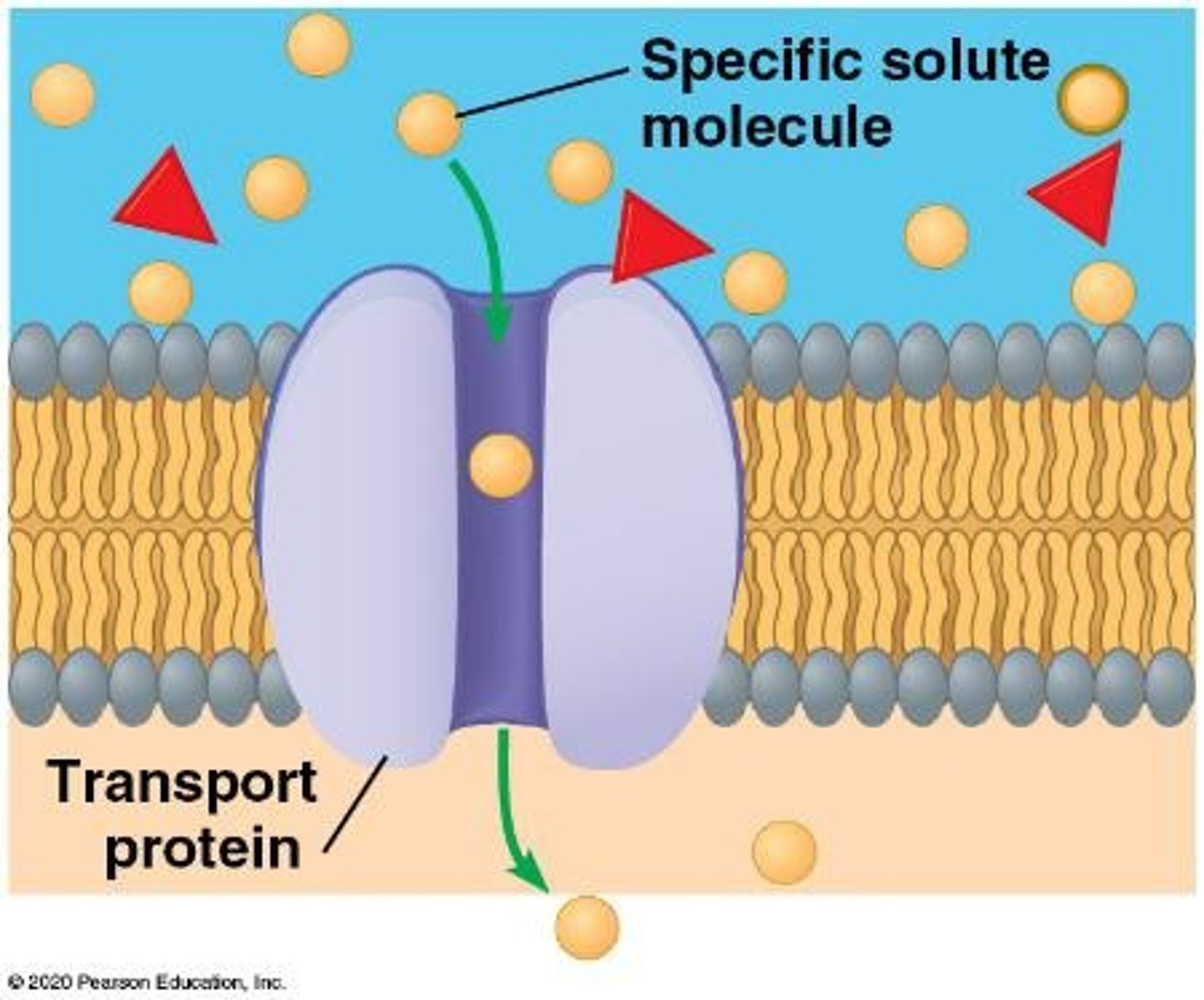 <p>Small hydrophobic molecules like CO2, O2, and steroid hormones.</p>