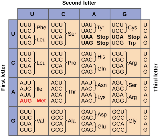 <p>During translation, there are start and stop codons, which are in charge of initiating or terminating/stopping this translation process.</p><ul><li><p>Start codon: AUG, codes for methionine, which becomes the first amino acid in a protein’s chain.</p></li><li><p>Stop codons: UAA, UAG, UGA, do not code for any amino acids. When a ribosome encounters a stop codon, no tRNA (transfer RNA)  with an anticodon can pair with it. Because of this, a release factor binds to the ribosome and causes it to release the polypeptide chain that was being made.</p></li></ul><p></p><p>*Need to be able to read a codon chart</p><p></p>