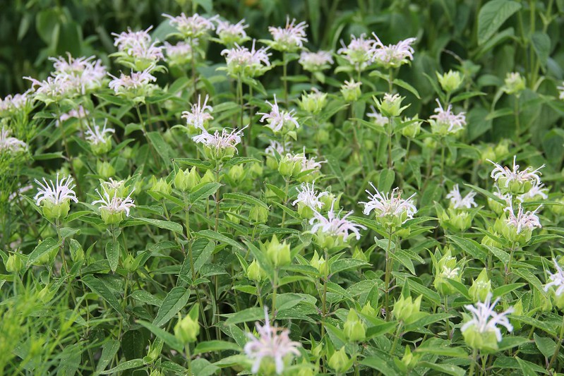 <p>beebalm</p>
