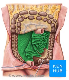 <p>The <strong><em><em></em></strong><strong><em></em></em></strong> are folds of peritoneum that attach the intestines to the abdominal wall and support blood vessels and nerves.</p>