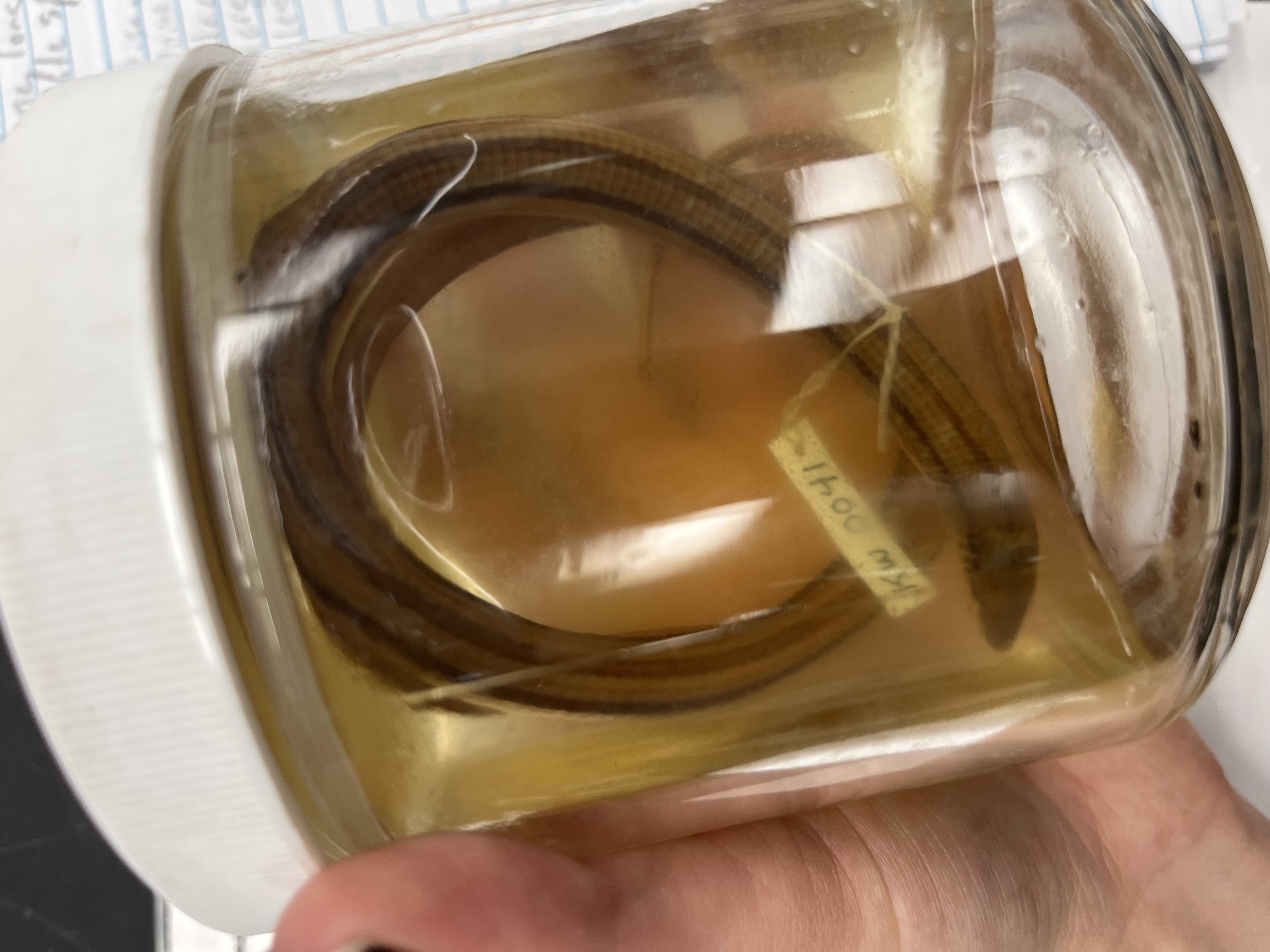 <ul><li><p>pointy head</p></li><li><p>3 black lines (less distinct)</p></li><li><p>larger</p></li><li><p>no arms</p></li></ul><p></p>