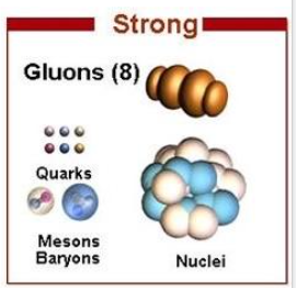 <ul><li><p>Within the nucleus of an atom, electrostatic repulsive forces exerted between protons destabilizes the cohesion of larger nuclei.</p></li><li><p>Strong nuclear force is a very strong attractive force exerted between nucleons over extremely short range.</p></li><li><p>Exerted by bosons called gluons</p></li><li><p>Electrostatic repulsive forces between protons and strong nuclear force between nucleons act in equilibrium within atomic nuclei.</p></li></ul>