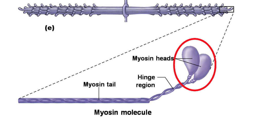 <p>Myosin heads are known as the⦠</p>