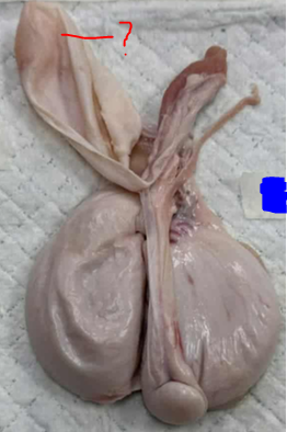 <p>Give the specific name of the part of the organ pointed and the specie it came from</p>