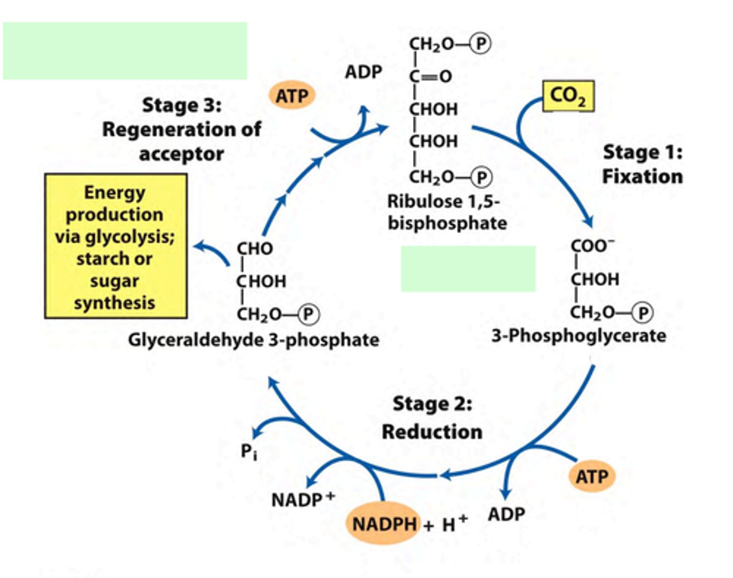 <p>(G3P) A phosphorylated three-carbon sugar that is an intermediate in the Calvin Cycle</p>