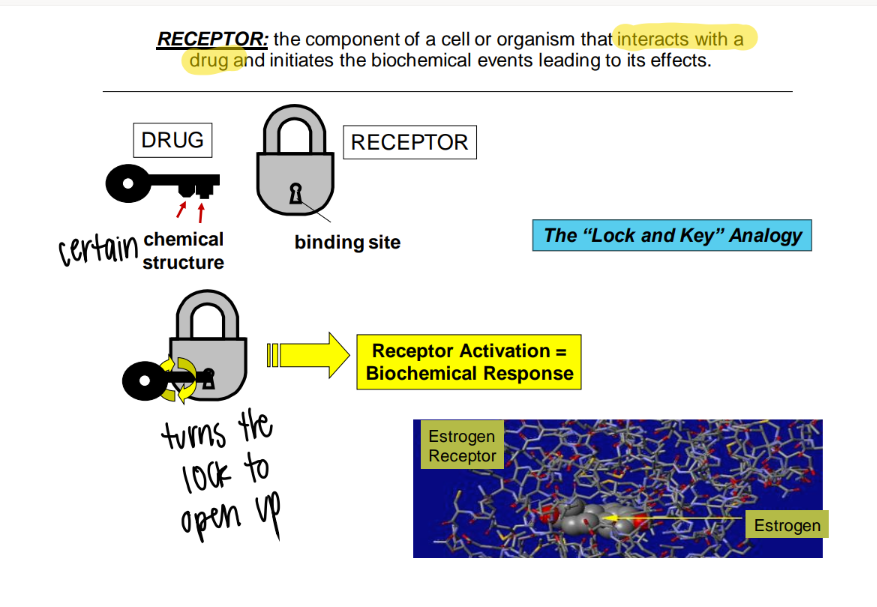 <ol><li><p>BIND: structure </p></li><li><p>ACTIVATE: pathway</p></li></ol>