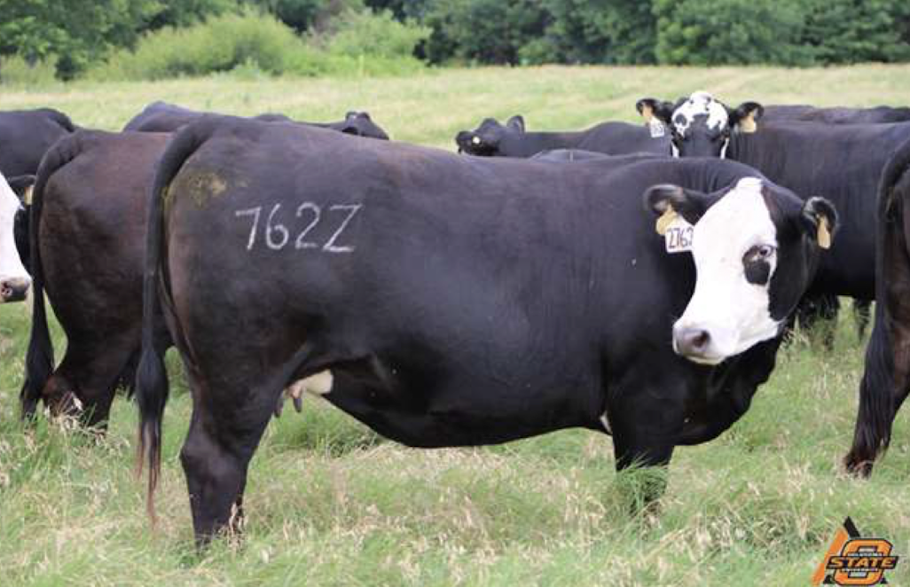 <p>What is the BCS of this beef cow?</p>