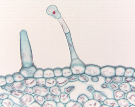 <p>special kinds of trichomes for secreting substances such as nectar or toxins</p>