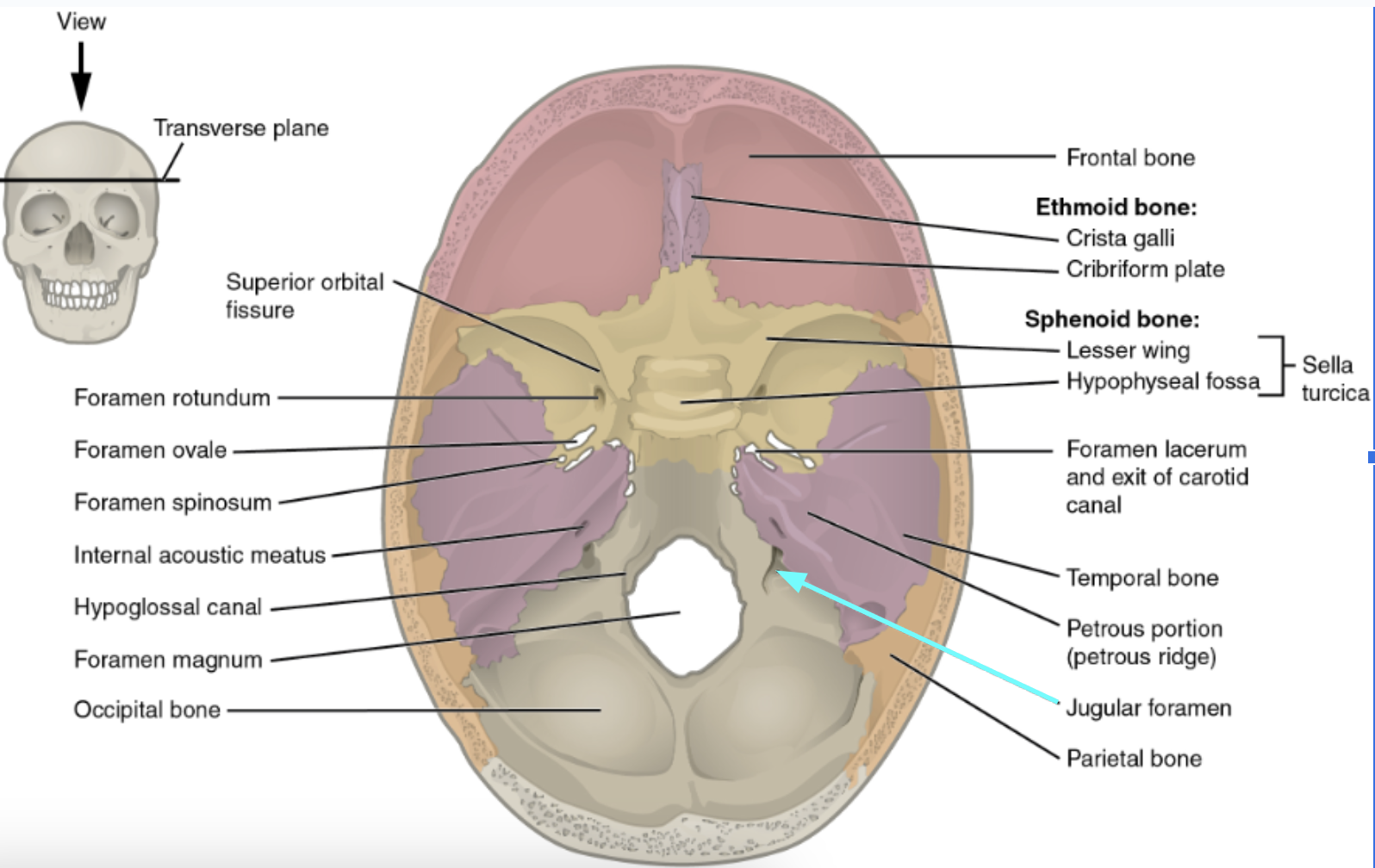 <ul><li><p><strong>Jugular foramen</strong></p></li><li><p>Located where the petrous part of the temporal part of the temporal bone joins the occipital bone </p></li><li><p>Forms an opening which the internal jugular vin and cranial nerves IX, X, and XI pass </p></li></ul><p></p>