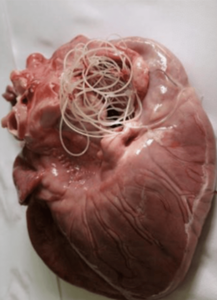 <p>this dog has what parasite living in its heart? what is this disease called?</p>