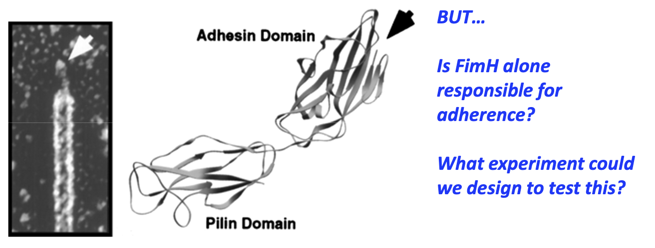<ul><li><p>C-terminal (pilin domain): connected to pili</p></li><li><p>N-terminal (adhesin domain): contains a carbohydrate binding pocket and binds D-mannose</p></li><li><p>Experiment needed to test if FimH alone enables adherence</p></li></ul><p></p>