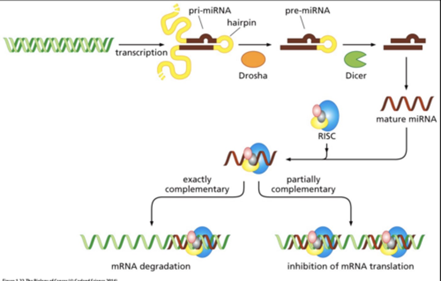 <p>microRNAs control level of mRNA in cytoplasm or efficiency of translating mRNAs</p>
