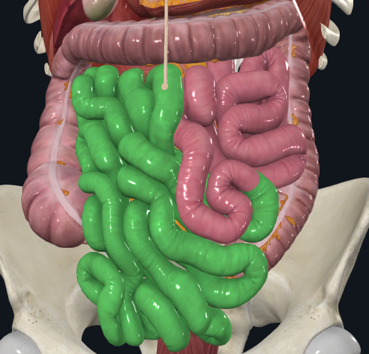<p>What is highlighted in green</p>
