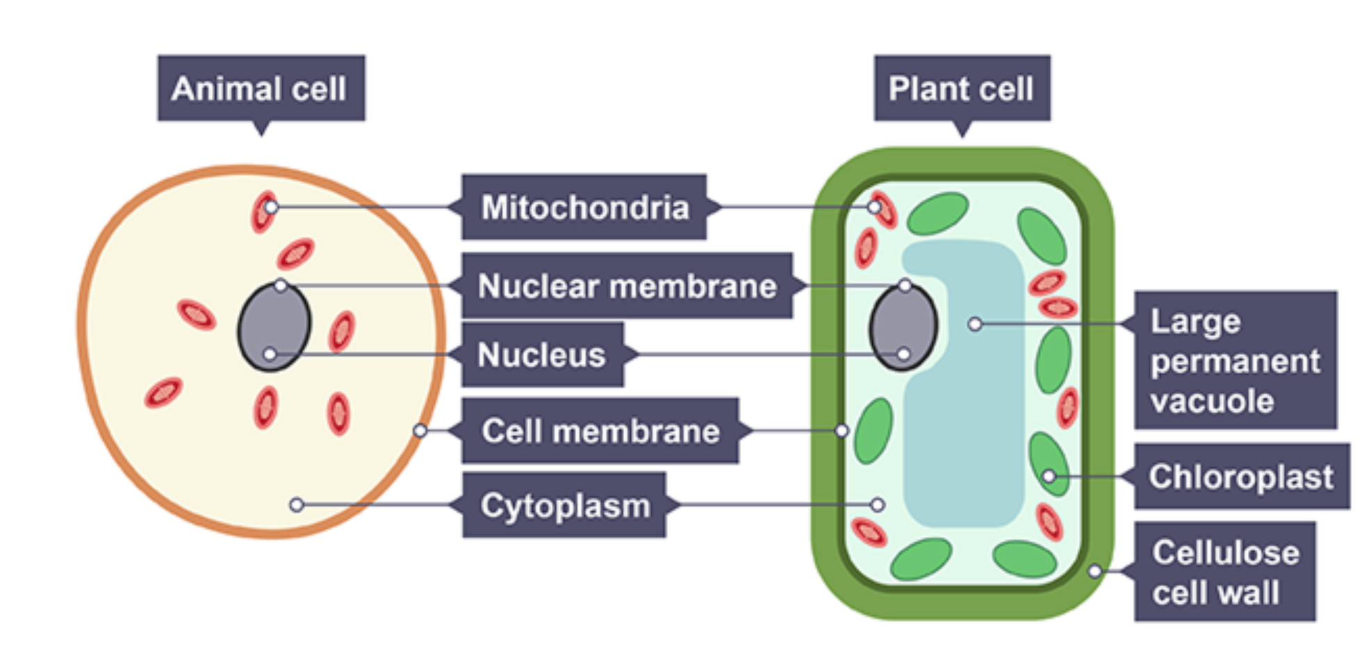 <p>cell with a nucleus, nuclear membrane, vacuole, cell membrane, mitochondria, chloroplasts and a cell wall</p>