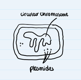 <p>give characteristics of bacteria (6)</p>