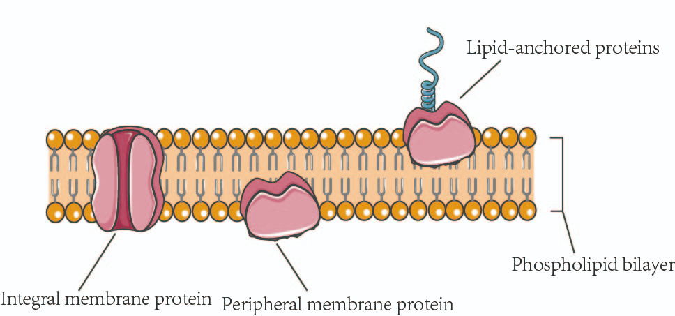 <ul><li><p><strong>Location:</strong> Embedded in or attached to the plasma membrane.</p></li><li><p><strong>Function:</strong> Transport, enzymatic activity, signal transduction, cell recognition, intercellular joining, and attachment to cytoskeleton.</p></li><li><p><strong>Process:</strong></p><ul><li><p><strong>Facilitated diffusion and active transport</strong></p></li><li><p><strong>Signal transduction cascades</strong></p></li><li><p><strong>Enzymatic catalysis</strong></p></li></ul></li></ul><p></p>