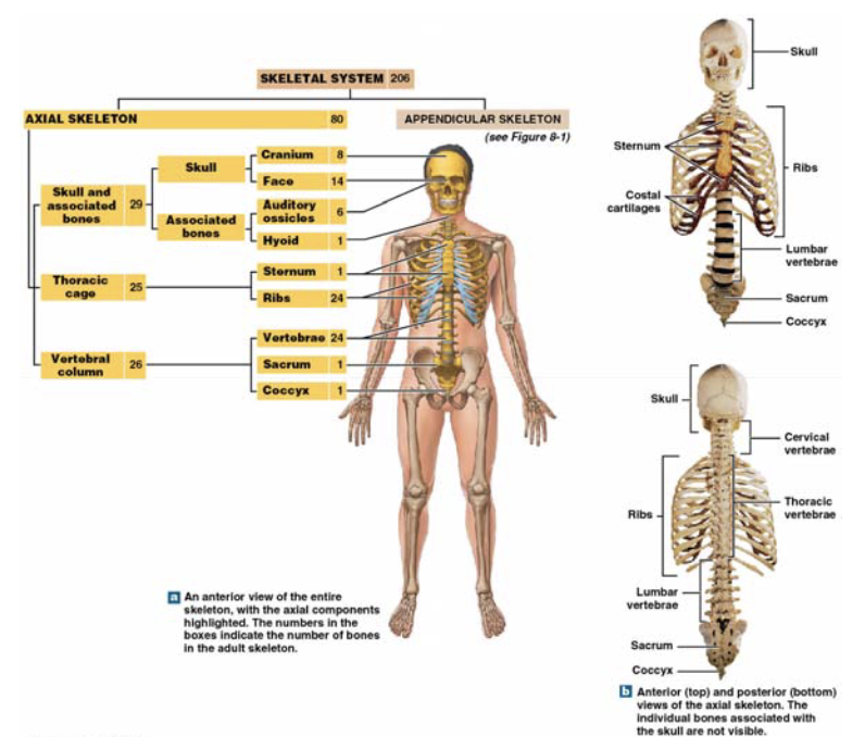<p>axial skeleton protects</p>