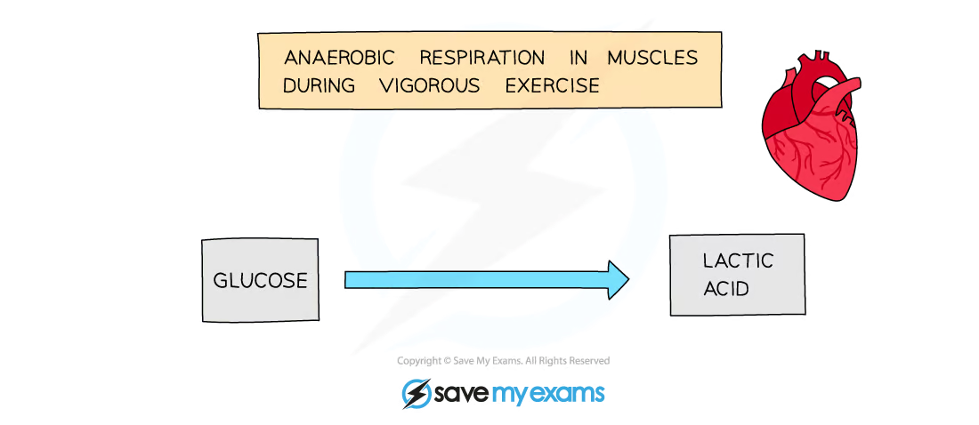 <ul><li><p>takes place in <strong>muscle cells </strong>during vigorous <strong>exercise</strong></p></li><li><p>when we exercise, muscles have a <strong>higher demand for energy</strong></p></li><li><p>our bodies can only deliver so much oxygen to our muscle cells for aerobic respiration</p></li><li><p>when oxygen runs out, glucose is broken down without it, producing <strong>lactic acid </strong>instead</p></li><li><p>glucose has not been fully broken down, meaning there is still energy stored within the bonds of lactic acid</p><ul><li><p><strong>lactic acid </strong>builds up in muscle cells and <strong>lowers the pH </strong>of tissues</p><ul><li><p>acidic conditions can <strong>denature the enzymes in cells</strong></p></li></ul></li><li><p>it will eventually be broken down using <strong>oxygen </strong>to produce <strong>carbon dioxide </strong>and <strong>water </strong>as waste products</p></li></ul></li></ul><p></p>