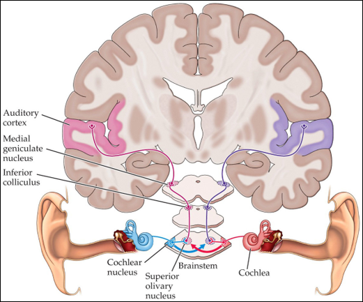 
1. Cochlear projects to the contralateral cortex
2. Each superior olivary nuclei of brain stem receives inputs from both cochlear nuclei for first stage of binaural analysis of sound-source location