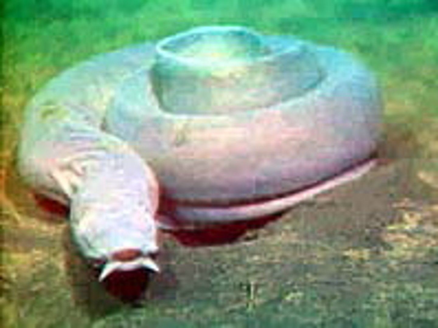 <p>Jawless fish: Hagfish (marine) and Lamprey (freshwater) that are parasitic</p><p>*Keep their notochord throughout their life!</p>