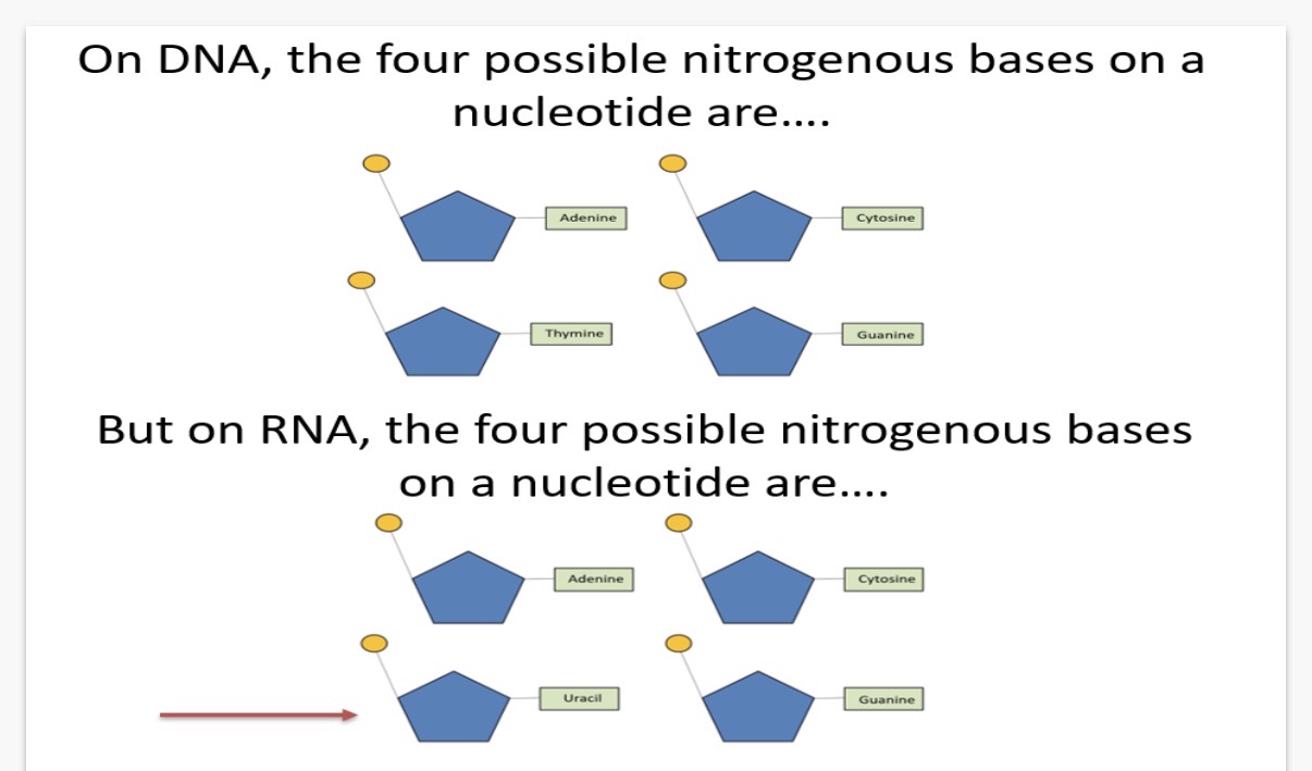 <ol><li><p>Nucleus acids</p></li><li><p>a phosphodiester bond is the linkage between the 3' carbon atom of the ribose sugar in a RNA nucleotide and the 5' carbon atom of the ribose in an adjacent RNA nucleotide which are both connected to the same phosphate group via ester bonds.</p><ol start="3"><li><p>The link between the ribose sugars is created when strong covalent bonds, specifically two ester bonds, form between the phosphate group (another component of the RNA nucleotide) and two adjacent ribose sugars.</p></li></ol></li></ol><ol start="4"><li><p>A phosphate group, a pentose sugar(called ribose),a nitrogenous base</p></li></ol><p>5.Both cytosine and guanine (they can also be found as part of an RNA nucleotide)</p><p>6.5'-to-3' direction.</p><ol start="7"><li><p>•Both are a polymer of nucleotides</p></li></ol><p>•Both are linked by phosphodiester bonds</p><p>•Both contain a pentose sugar</p><p>•Both can contain an adenine base</p><p>• Each DNA and each RNA strand runs in a 5’ to 3’ direction.</p><ol start="8"><li><p>• RNA is a single-stranded polynucleotide whereas DNA is a double-stranded polynucleotide</p></li></ol><p>• As RNA only consists of a single strand, there are no hydrogen bonds between nitrogenous bases (like there are in DNA) • RNA nucleotides contain the nitrogenous base uracil instead of thymine which is found in DNA nucleotides</p><p>• The pentose sugar in a RNA nucleotide is ribose whereas the pentose sugar in a DNA nucleotide is deoxyribose</p><ol start="9"><li><p>DNA-A,T,C,G RNA: A,U,C,G</p></li></ol><p></p>