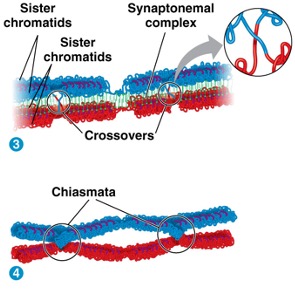 Side-by-side pairing of homologous maternal and paternal chromosomes at the start of meiosis